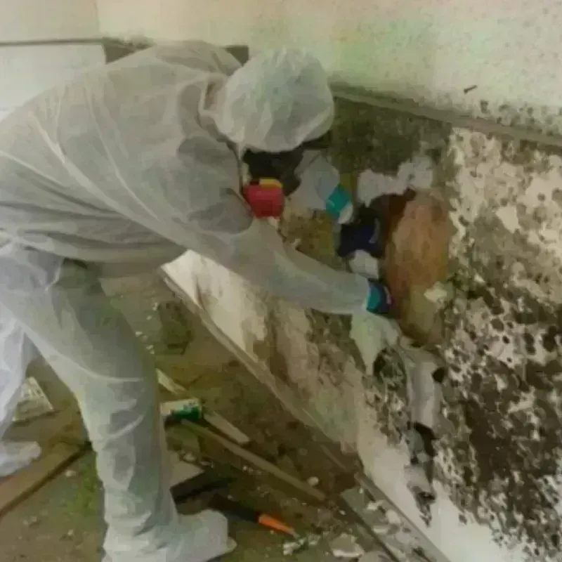 Mold Remediation and Removal in Charles Mix County, SD